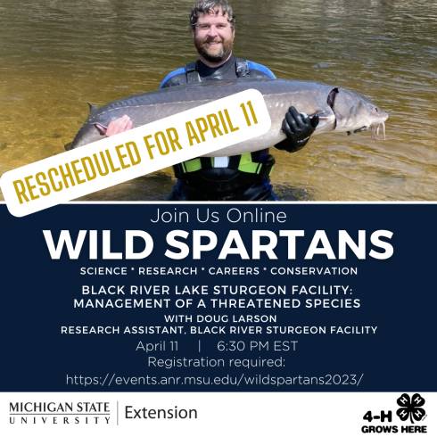 man standing in a river holding a large wild sturgeon