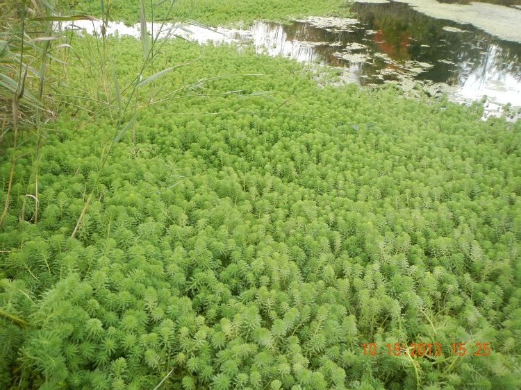 Illegal release of invasive parrot feather invades and covers surface of storm water detention pond in southeast Michigan. Photo credit: Matt Ankney, MDNR l MSU Extension