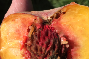 Grand Rapids area tree fruit update – Aug. 25, 2020