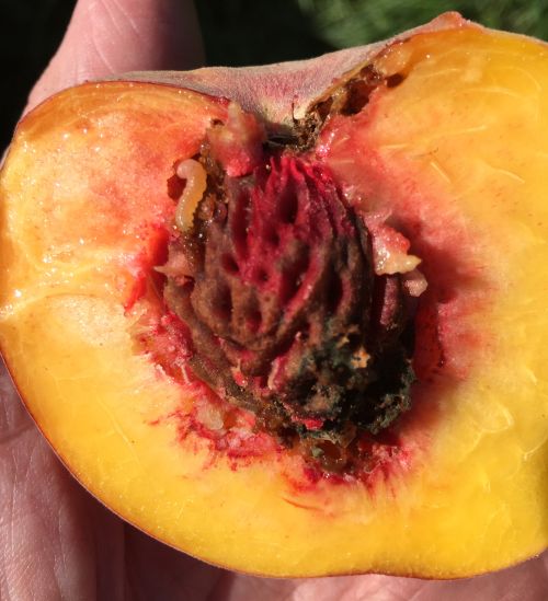 Oriental fruit moth larvae in peach fruit