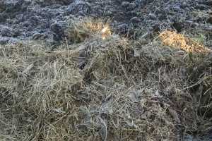 Fall Cleanup In Vegetable Gardens Msu Extension