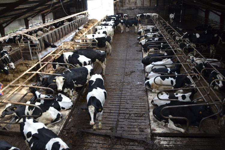 black and white cows laying and walking around in a barn.
