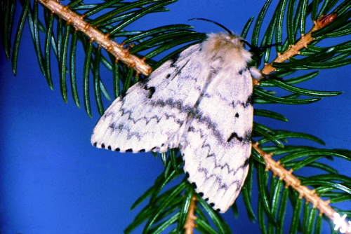  Adult female is whitish with brown, transverse, zigzag stripes. 