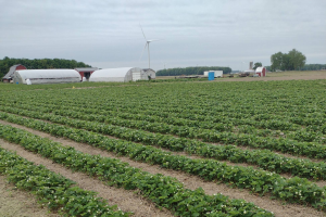 Michigan vegetable crop report - June 1, 2022