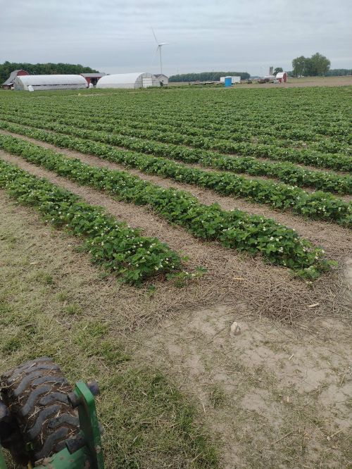 rows of strawberry plants