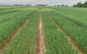Management considerations for late-planted wheat