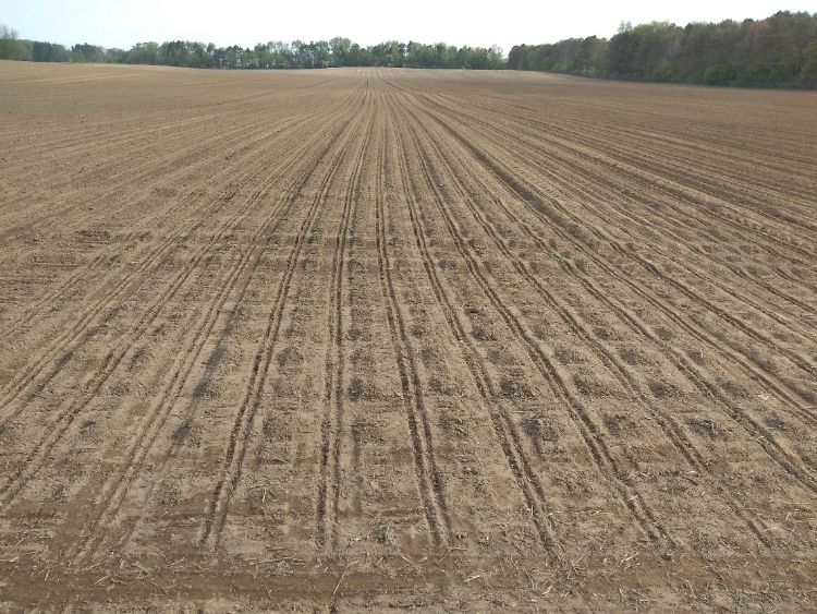 Field planted