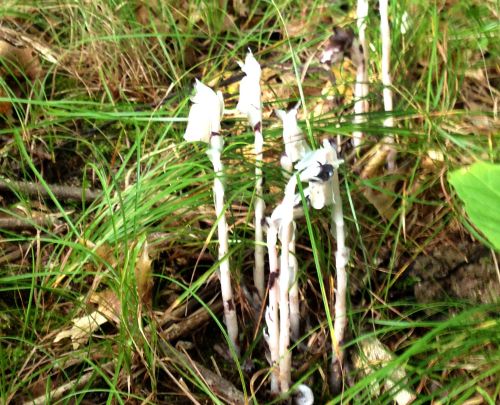 A stroll through a Michigan woodland may reveal an oddity of the plant world: a plant without chlorophyll known as Indian pipes. This parasitic plant maximizes a soil fungus, mycorrhizae, to access food from neighboring trees. All photos Rebecca Finneran