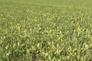 Using cover crops in preventative planted acres for forage and cover crop choices following wheat