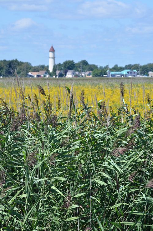 View of a field with invasive phragmites in the foreground. In the distance beyond the field is a farmhouse and outbuildings.