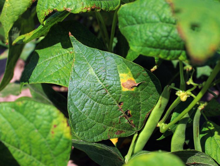 Bacterial blight on dark red kidney bean foliage, Aug 15, 2012. Photo credit: Fred Springborn, MSUE