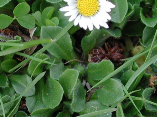  english daisy2.jpg 