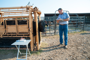 A valid veterinarian-client-patient relationship is key to successful cattle health