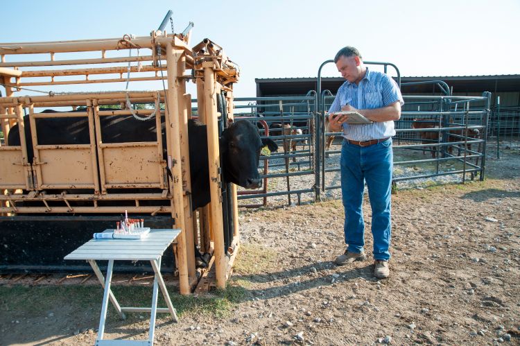 Farmer standing next to a steer in a cattle chute