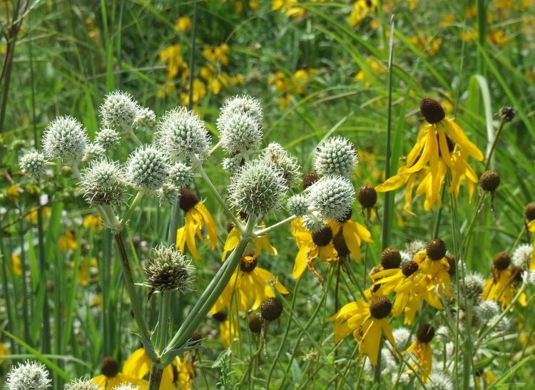 Rattlesnake master (Eryngium yuccifolium).