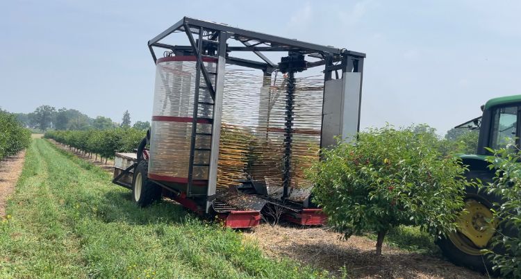 A custom built cherry harvester demonstrates how it removes cherries from a tree.