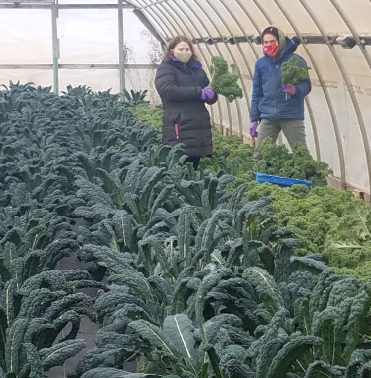 farmers in a greenhouse wearing masks and picking green leafy vegetables