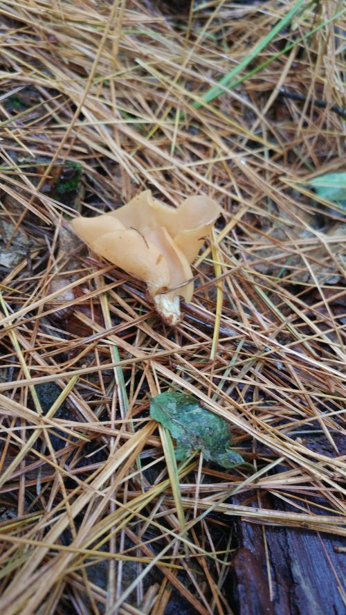 O. onotica fruiting body, where the distinctive cleft is easily seen.