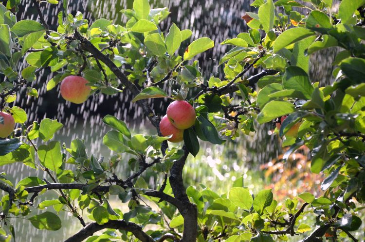 Water falling on apples