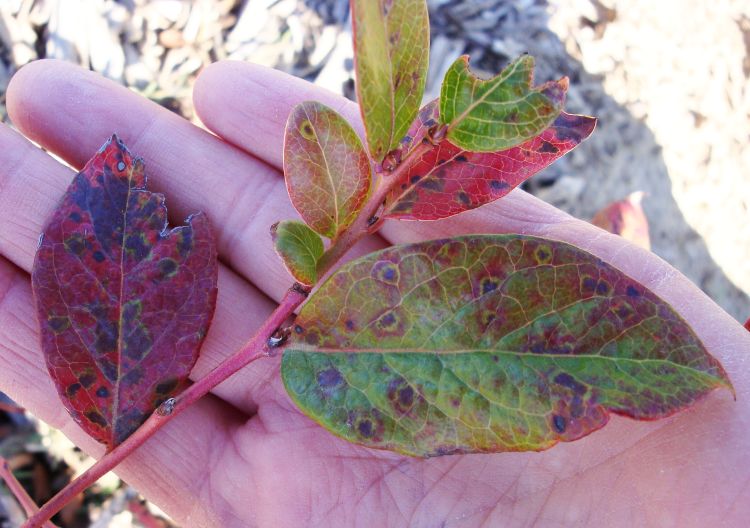 Necrotic lesions on upper leaf surface.