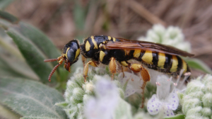 Michigan insects in the garden – Week 11: Five-banded thynnid wasp