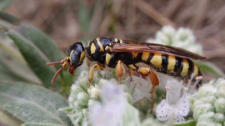 Michigan Insects In The Garden Week 11 Five Banded Thynnid Wasp Gardening In Michigan
