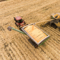 Combine emptying into grain wagon.