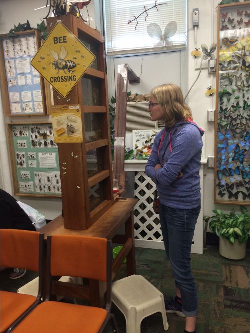 A person observing the live honeybee hive in the Bug House.