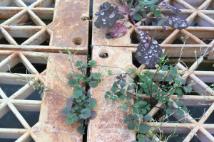 How to identify and manage hairy bittercress in nurseries and greenhouses – Part 1