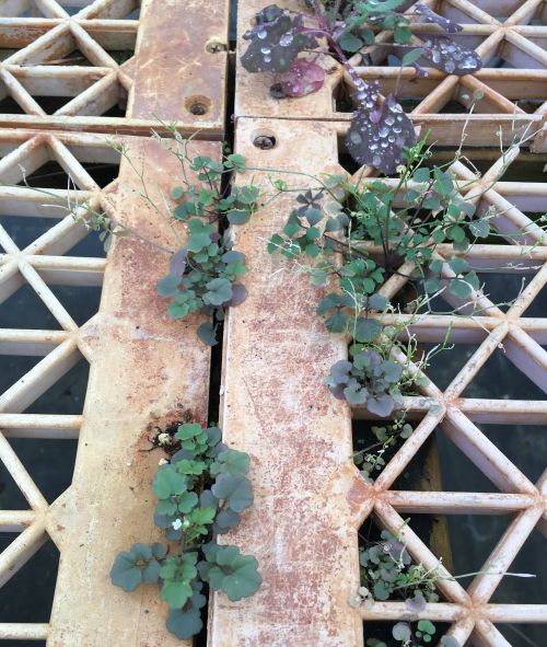 Hairy bittercress growing in between the greenhouse benches.