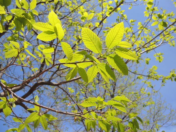 Chestnut leaves emerging in early spring. Photo credit: Erin Lizotte, MSU Extension
