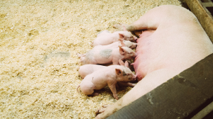 Precision Livestock Farming Technology for Remote Monitoring of Pig Welfare and Health: Part 1