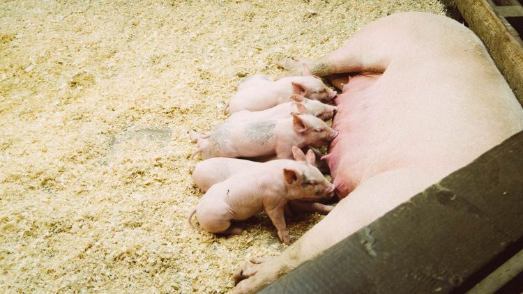 A sow with her piglets.