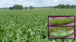 Southwest Michigan field crops update - September 1, 2022