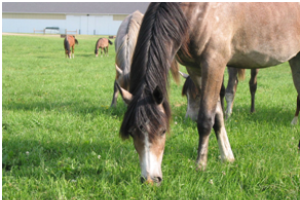 Impaction colic in horses