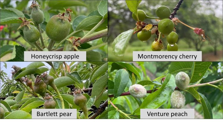 Apple, peach, cherry and pear branches.