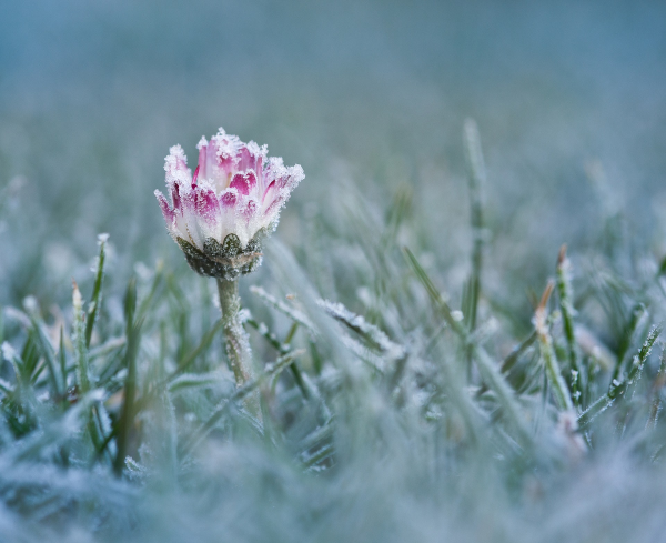 Flower growing in yard with frost over it.