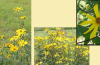 Paleleaf woodland sunflower