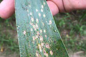 Corn tar spot and soybean white mold topic of July 23 Field Crops Virtual Breakfast