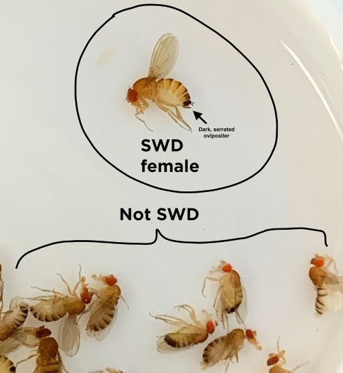 Spotted wing Drosophila identifier