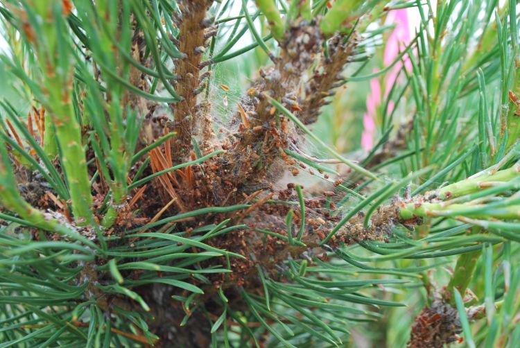 Silk web with clipped needle and frass on Scots pine branch. Photo credit: Jill O’Donnell, MSU Extension