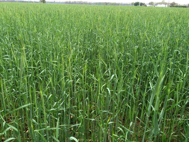 Wheat growth is strong in most southwest Michigan fields. All photos: Bruce MacKellar, MSU Extension