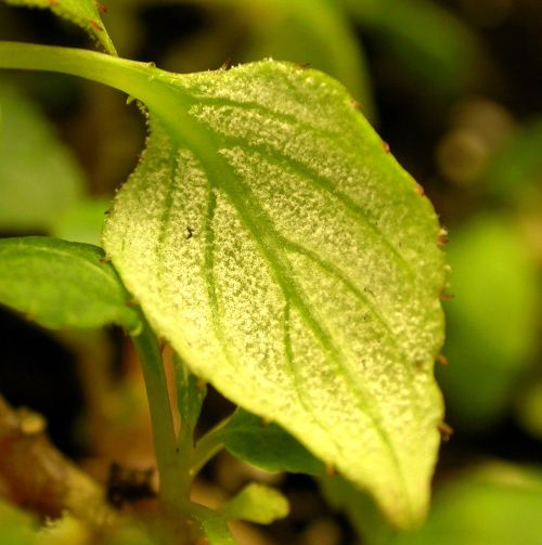 Downy mildew on impatiens leaf. Photo credit: Mary Hausbeck, MSU