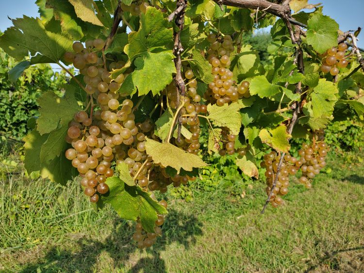Chardonel wine grapes