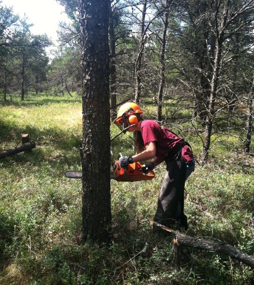 Daphna Gadoth-Goodman in woods working with Jack Pine