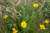 Sand coreopsis