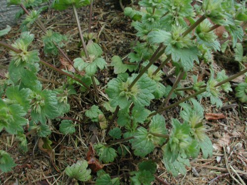  henbit1.jpg 