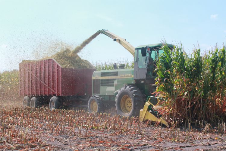 Corn silage harvested for forage