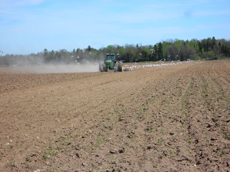 A tractor prepares a field for planting.