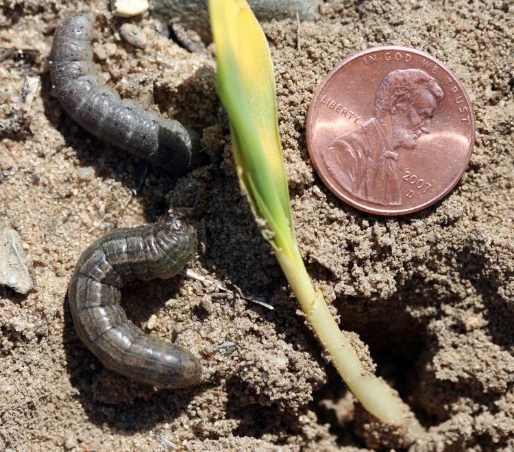 Black cutworms. Photo credit: Chris DiFonzo, MSU